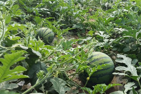 西瓜的种植技术，播种前先在热水中浸种