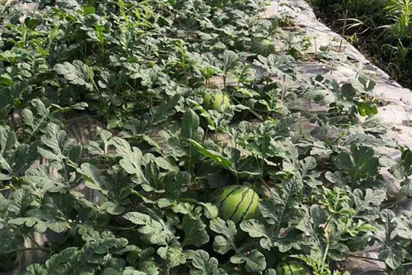 西瓜的种植技术，播种前先在热水中浸种