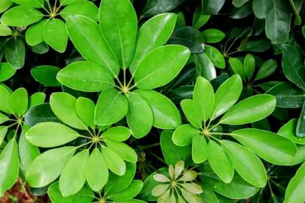 鹅掌藤的寓意,寓意坚持不懈的精神