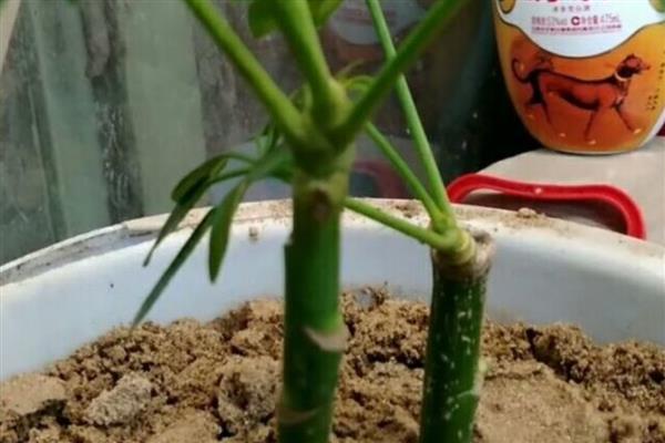 鹅掌藤的寓意,寓意坚持不懈的精神