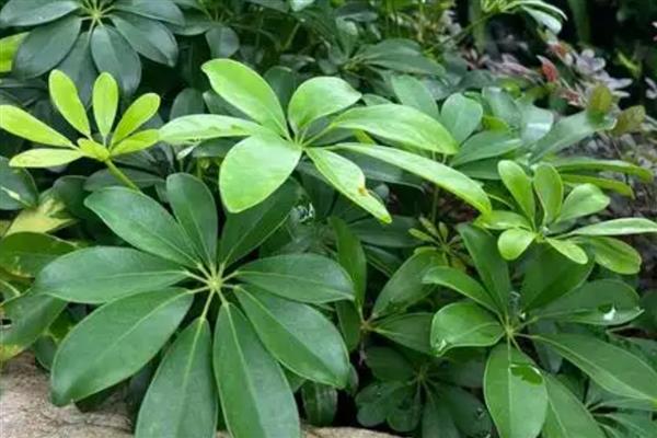 鹅掌藤的寓意,寓意坚持不懈的精神