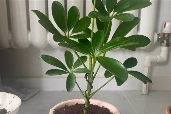 鹅掌藤的寓意,寓意坚持不懈的精神