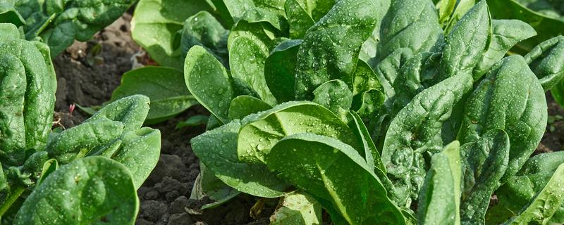 菠菜的名字由来，是因为该蔬菜原产于两千多年前的波斯