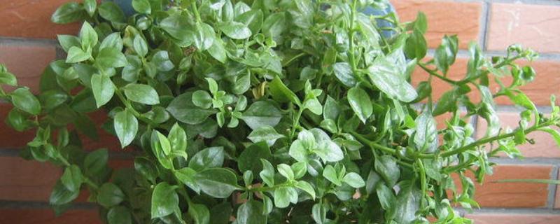 牡丹吊兰能水养么，可以水养