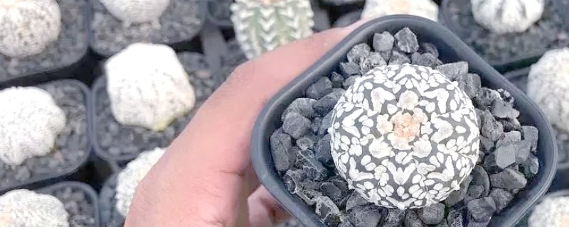 星兜怎么养,一定要保证充足的水分