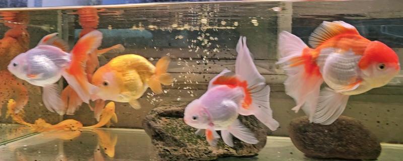 金鱼怎么养长的快，水温不能低于15℃