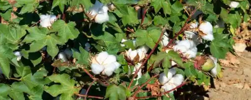 棉花的生育期有多久，特早熟品种生育期在110天以下