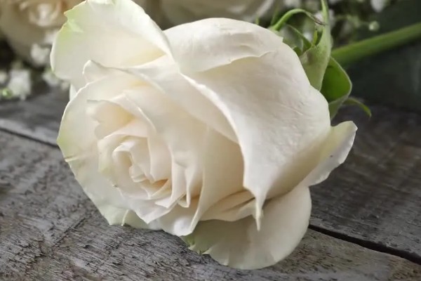 白玫瑰的花语,寓意心灵纯洁