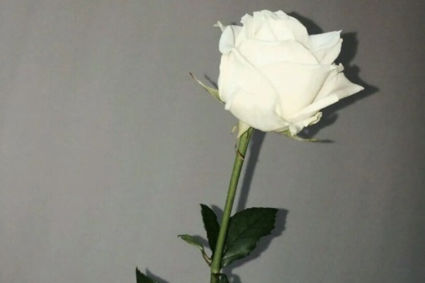 白玫瑰的花语,寓意心灵纯洁