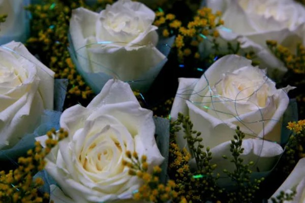 白玫瑰的花语,寓意心灵纯洁