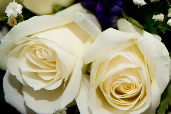 白玫瑰的花语,寓意心灵纯洁