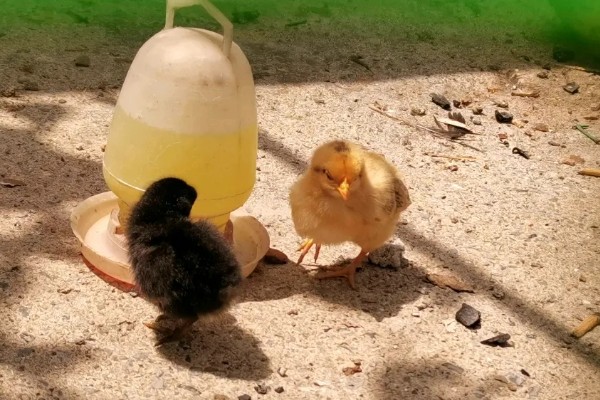 怎样养小鸡的成活率高，养护温度控制在33-35℃