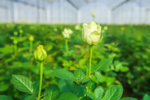白玫瑰的花语,寓意心灵纯洁