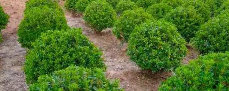 苗木生意如何找客户，一定要树立品牌的意识