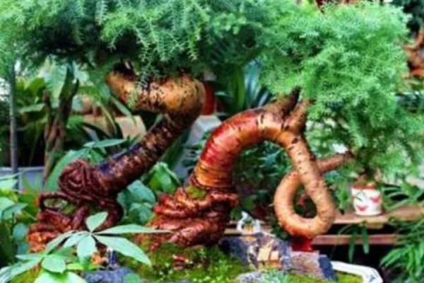 澳洲杉盆景如何养护，适宜生长在湿润的环境中