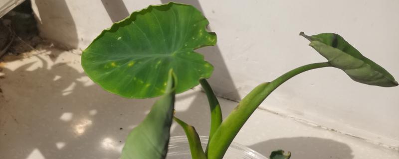 芋头叶子发黄干枯的原因,可能是光照不足所致