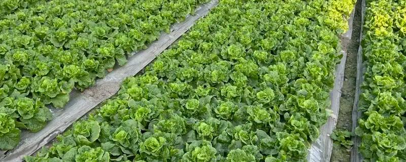 怎样用生态措施防治蔬菜病害，采收之后要做好清园工作