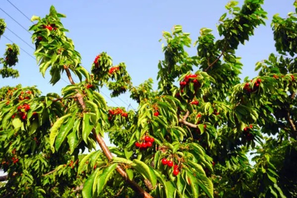 樱桃是单子叶还是双子叶植物，属于双子叶植物