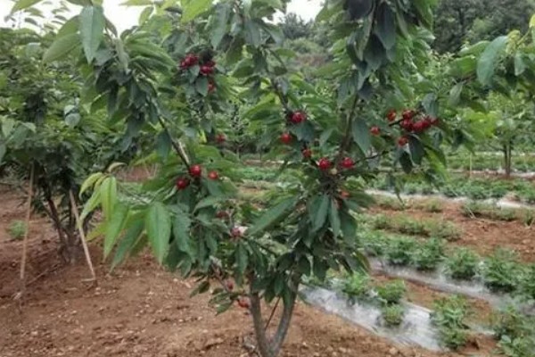 樱桃是单子叶还是双子叶植物，属于双子叶植物