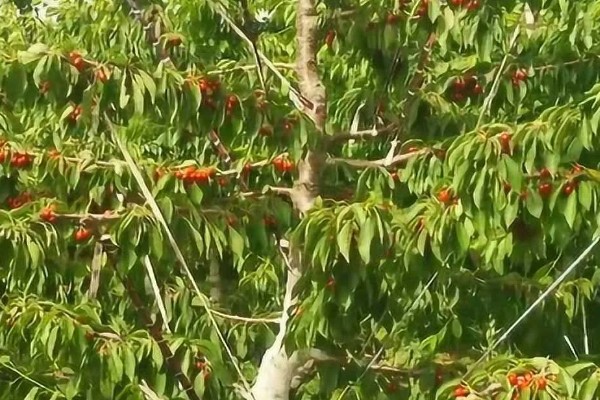 樱桃是单子叶还是双子叶植物，属于双子叶植物