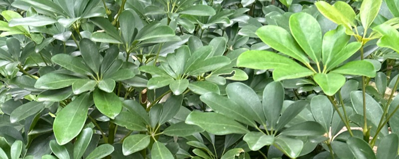 鹅掌藤的寓意，寓意坚持不懈的精神