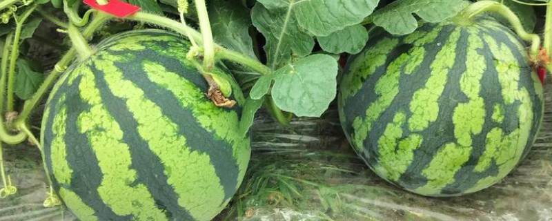 西瓜的种植技术，播种前先在热水中浸种