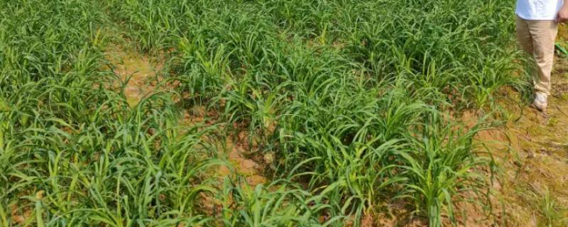 黄花菜移栽时的注意事项，通常在3月下旬进行