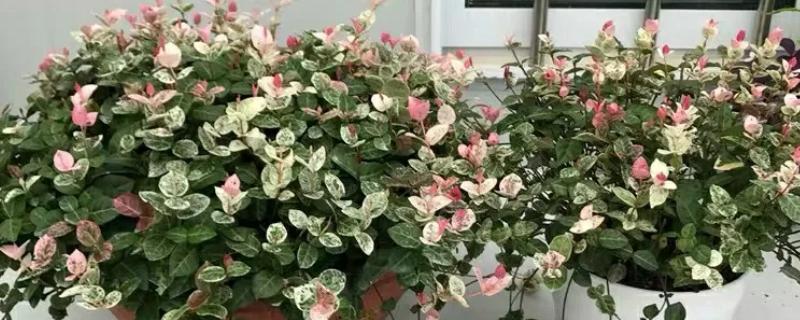 花叶络石干枯了还会不会活，干枯了还会活