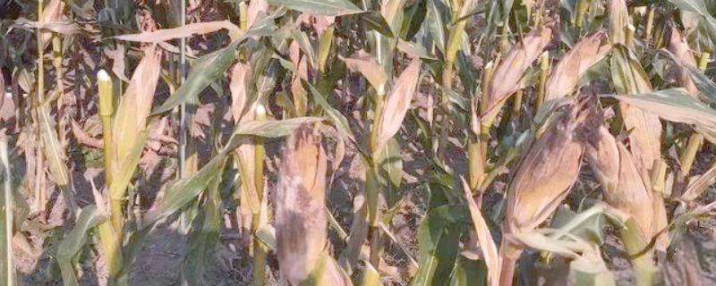 鲁单818玉米种简介，生育期103.6天