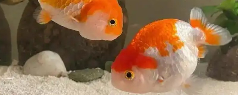 为什么新买的金鱼一直沉在水底，可能是未适应环境所致