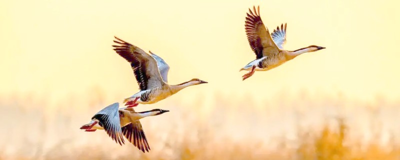 大雁吃什么食物，以植物嫩叶、细根、种子为食