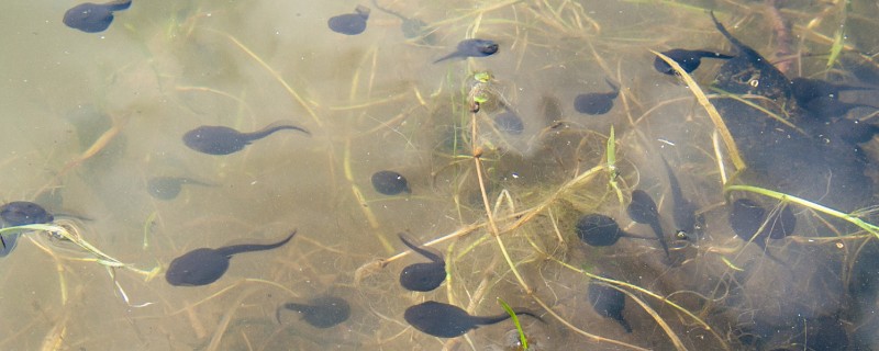 蝌蚪卵孵化要多少天，外部条件适宜的话只需要3-4天