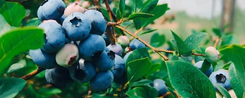 蓝莓的种植技术，最好选择酸性的土壤