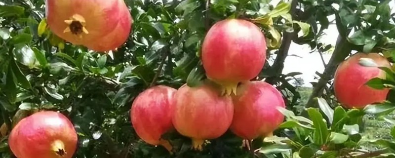 怎么判断石榴树的公母，石榴树不分公母