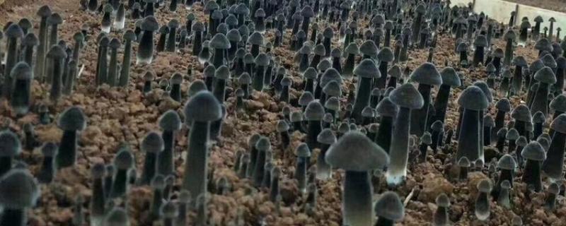 鸡枞菌的种植栽培技术，要把植株菌丝接种到菌袋上