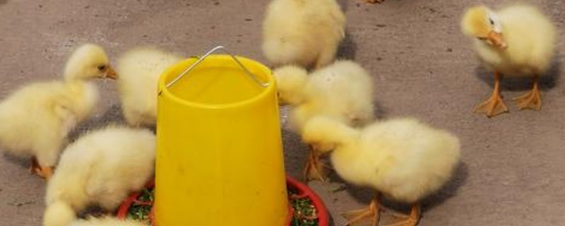 鸭子28天没破壳是正常的吗，是不正常的