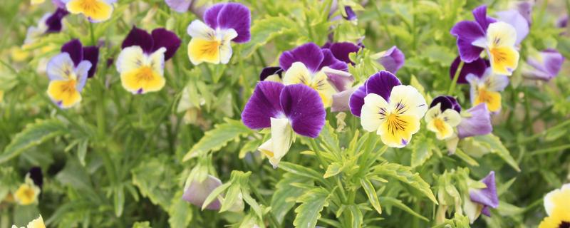 秋季适合种植的花草，有三色堇、风铃草等