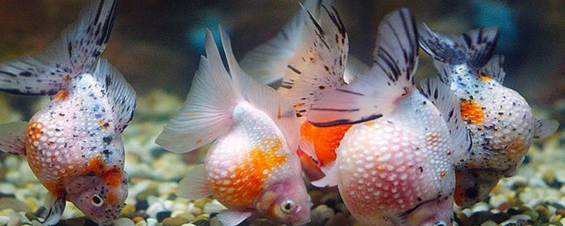 为什么观赏鱼沉在水底，可能是氧气不足所致