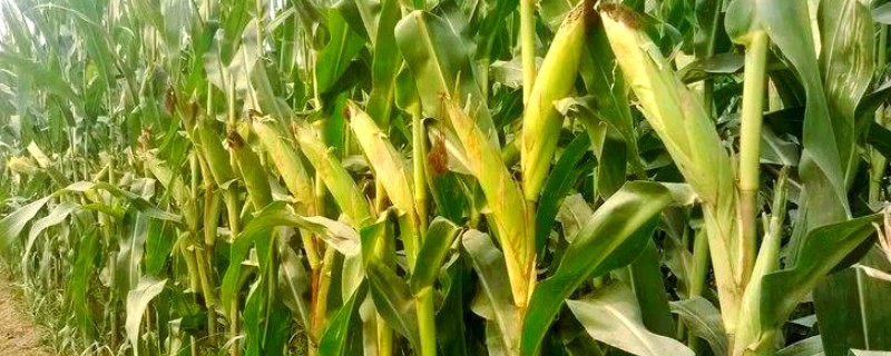 农华816玉米种简介，出苗至成熟101天