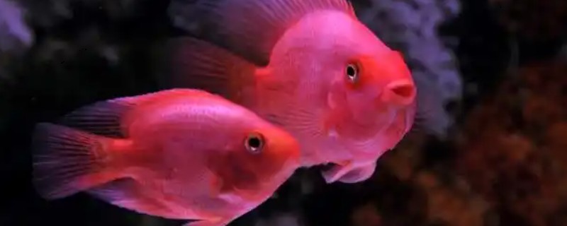为什么鹦鹉鱼互相打架，性格凶猛所致