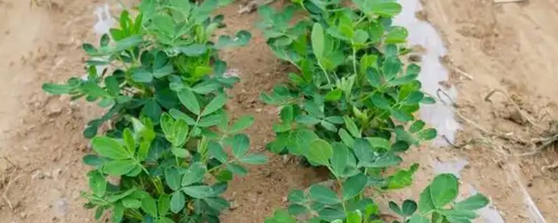 花生苗期病害如何解决，不同病害的治疗方法不同