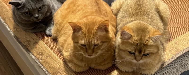 家猫的寿命，通常在15年左右