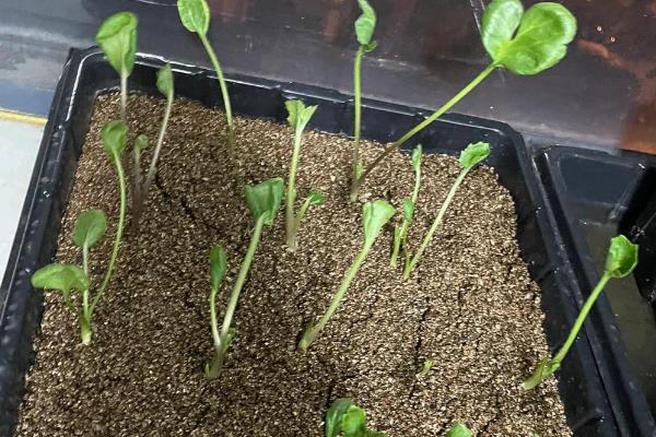 花毛茛的种植方法,催芽处理是关键