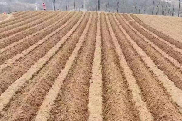 苦麻菜如何种植，可春播或秋播