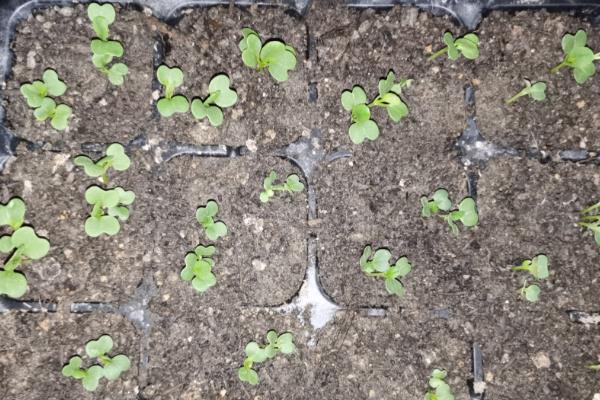 苦麻菜如何种植，可春播或秋播