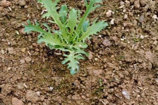 苦麻菜如何种植，可春播或秋播