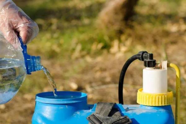 苦麻菜如何种植，可春播或秋播