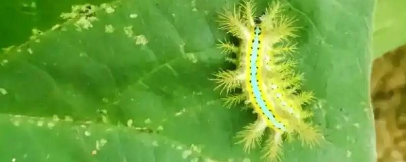 被毛辣子蛰到怎么处理，一定要及时取出毒毛