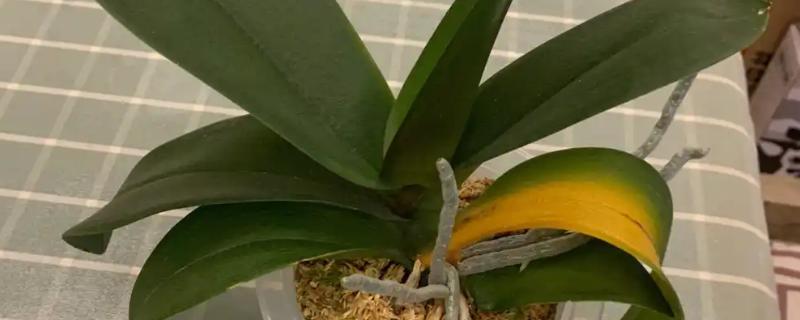 蝴蝶兰茎变黄的原因，可能是浇水不当所致