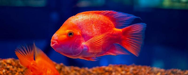 鹦鹉鱼肠炎的治疗方法，不同病因的治疗方法不同